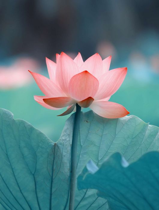 Mecklenburg-Vorpommern